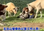 疑似反转！五台山游客被牛群踩踏，当事人道出实情，否认喂牛肉干