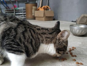 怎么用手机支架拍jk小猫照？拍摄技巧有哪些？