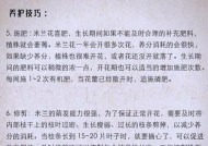 如何科学养护米兰花（浇水注意事项及养护技巧）