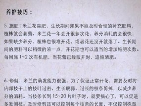 如何科学养护米兰花（浇水注意事项及养护技巧）