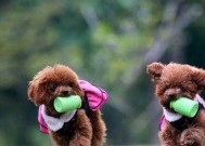 狗狗守电瓶车怎么办啊？如何训练狗狗不守电瓶车？