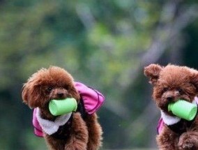 狗狗守电瓶车怎么办啊？如何训练狗狗不守电瓶车？