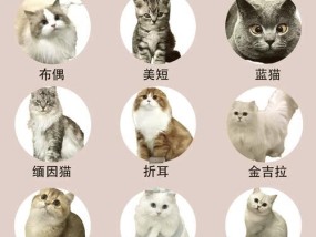 探秘世界各地的猫咪品种（了解猫咪世界）
