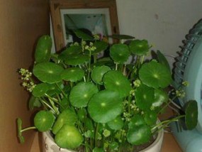 铜钱草养护全指南（打造繁茂绿意）