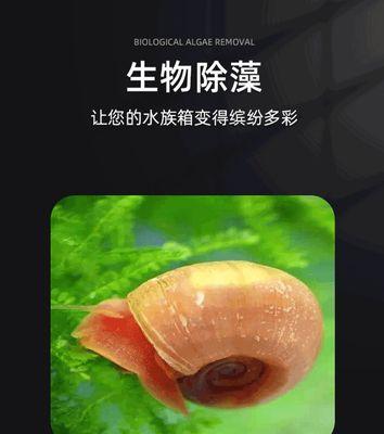 电视机屏幕鱼缸清洗方法是什么？如何保持清洁？  第1张
