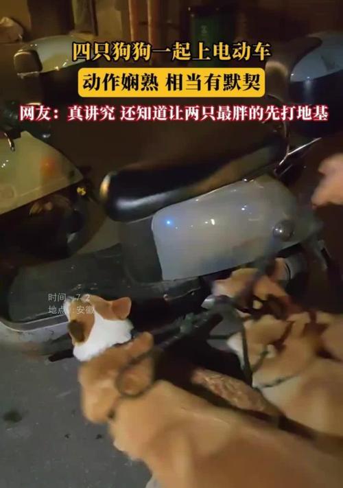 电瓶车小狗现象是什么？为什么会发生？  第2张