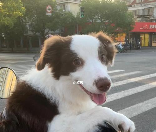 电瓶车小狗现象是什么？为什么会发生？  第3张