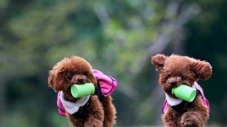 狗狗守电瓶车怎么办啊？如何训练狗狗不守电瓶车？  第1张