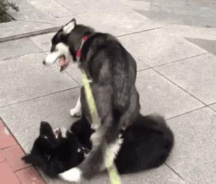 狗狗守电瓶车怎么办啊？如何训练狗狗不守电瓶车？  第3张