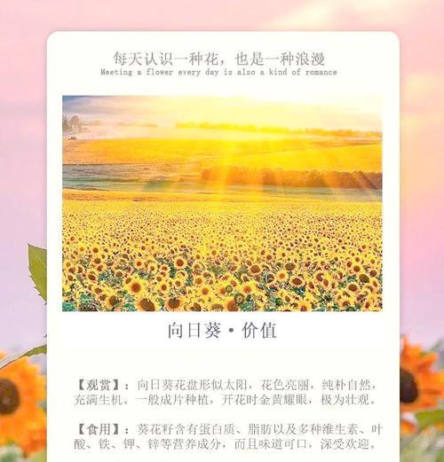 向日葵与国家有何联系？象征意义是什么？  第2张
