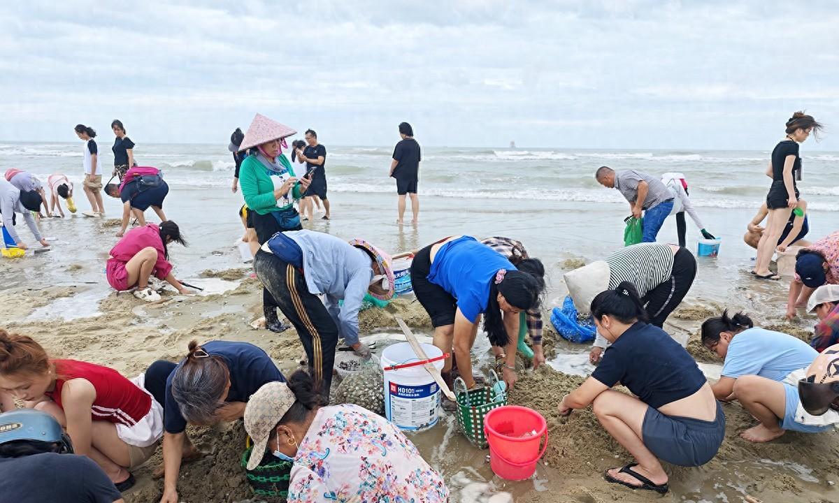 台风韦帕走后，北海大墩海惊现大量海螺，游客市民说根本捡不完  第1张
