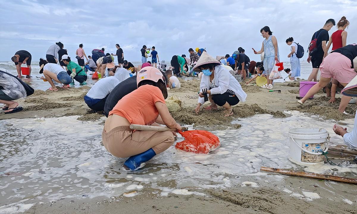 台风韦帕走后，北海大墩海惊现大量海螺，游客市民说根本捡不完  第2张