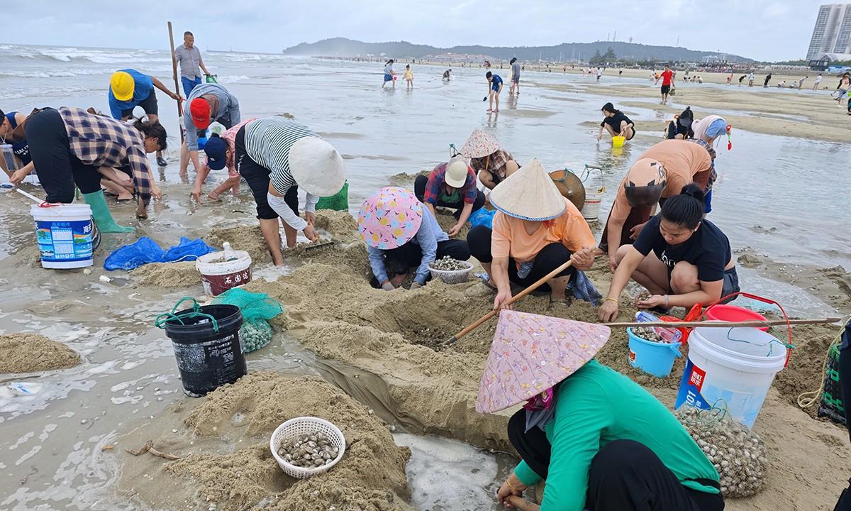 台风韦帕走后，北海大墩海惊现大量海螺，游客市民说根本捡不完  第4张