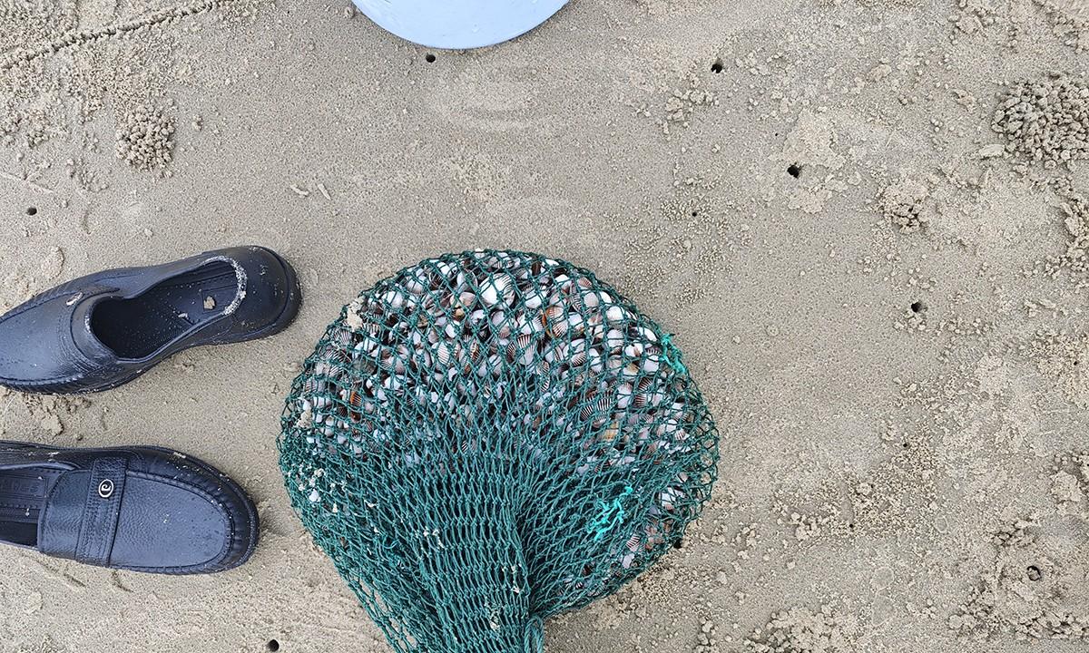 台风韦帕走后，北海大墩海惊现大量海螺，游客市民说根本捡不完  第10张
