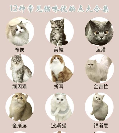探秘世界各地的猫咪品种（了解猫咪世界）  第1张