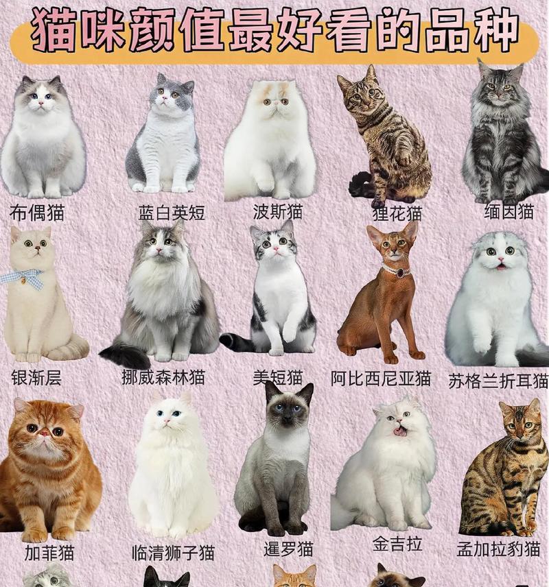 探秘世界各地的猫咪品种（了解猫咪世界）  第3张