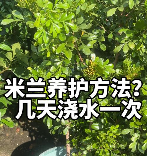 如何科学养护米兰花（浇水注意事项及养护技巧）  第2张