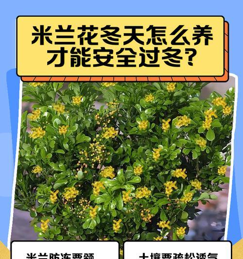 如何科学养护米兰花（浇水注意事项及养护技巧）  第3张