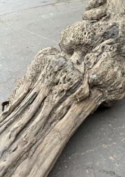 探究乌木的价值（乌木为什么值钱呢）  第1张